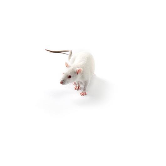 WAG rat