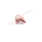 NU/NU Nude mouse, Crl:NU-Foxn1nu