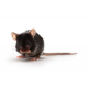 apoe_jax_640.png