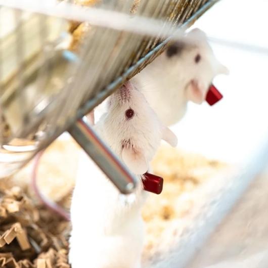 mouse_vab_grouphoused_instech