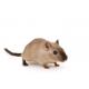 hamster_2