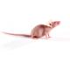 SCID_Hairless_Congenic_417x235.jpg