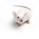 BALBc mouse