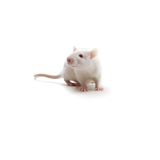 SAS Sprague Dawley rat