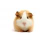 guinea_pig_3