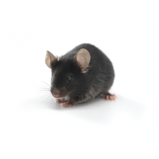 B6D2F1/J Jackson mouse