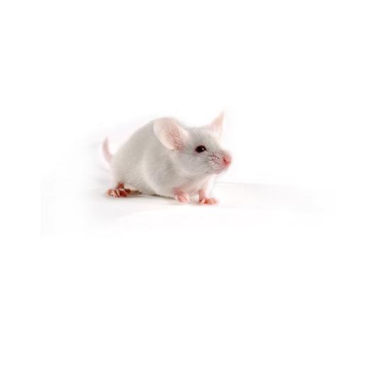 BALBc-_mouse_417x235_1.jpg