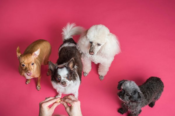 Les friandises naturelles pour chiens  : le secret du bien-être de votre animal de compagnie