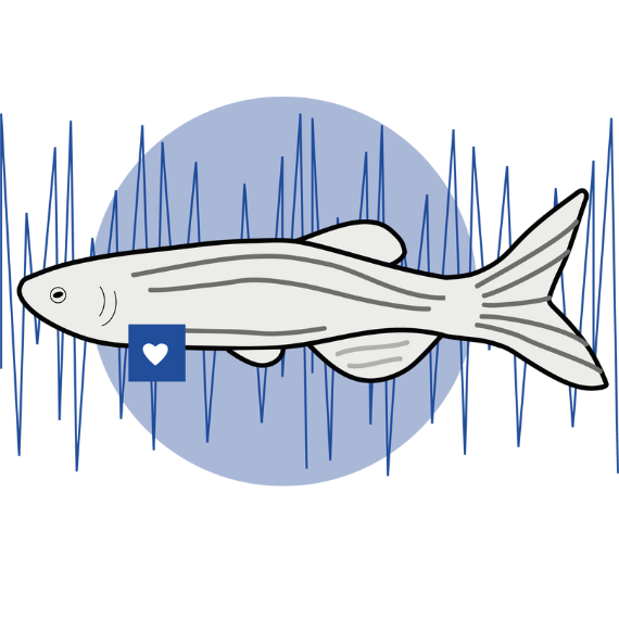 zebrafish-automatic-measurement-of-cardiovascular-features.png