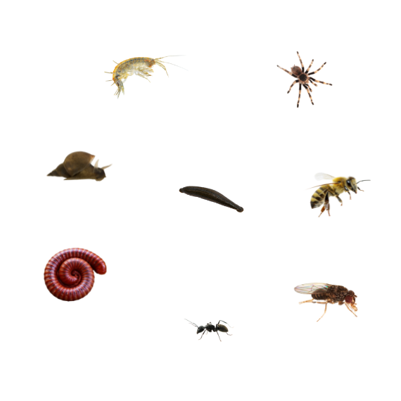 multi-species-videotracking.png